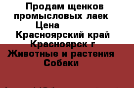 Продам щенков промысловых лаек › Цена ­ 8 000 - Красноярский край, Красноярск г. Животные и растения » Собаки   